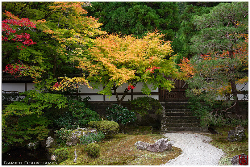 Early yellow autumn colors over the rock and pond garden of Sennyu-ji temple, Kyoto, Japan