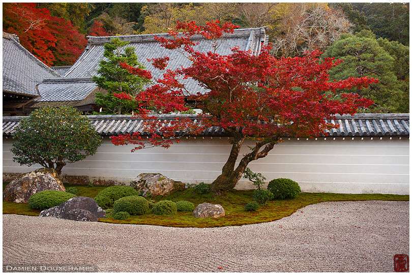 100% zen: red maple tree in the dry landscape garden of Nanzen-ji temple, Kyoto, Japan