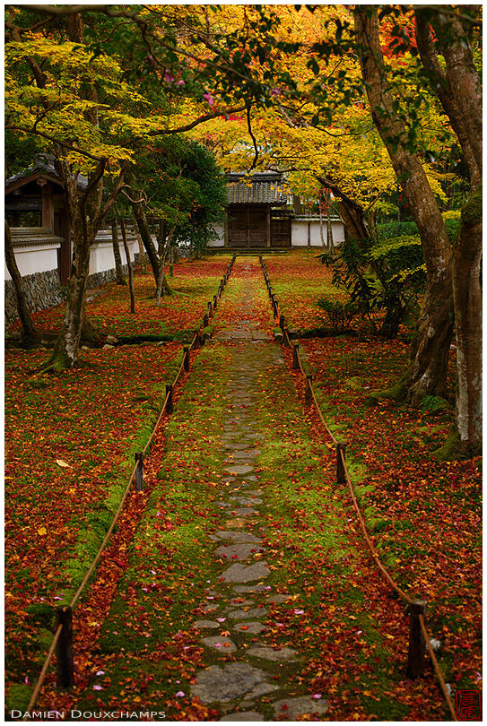 Alley covered with moss and fallen maple leaves in Saiho-ji temple, Kyoto, Japan
