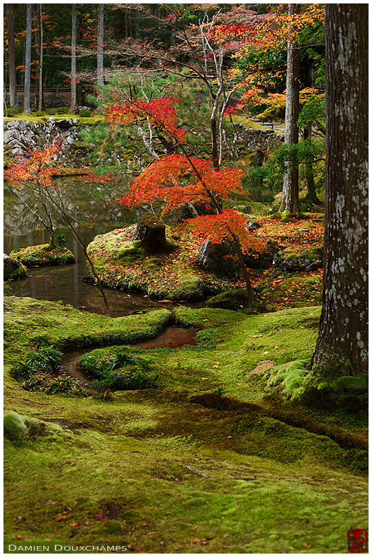 Touches of autumn colours on the moss garden of Saiho-ji temple, Kyoto, Japan