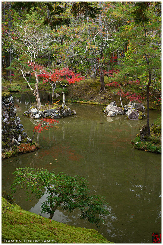 Red autumnal touches on the pond of Koke-dera temple, Kyoto, Japan