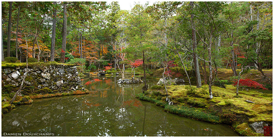 Autumn colours sprinkled on the moss garden of Koke-dera, Kyoto, Japan