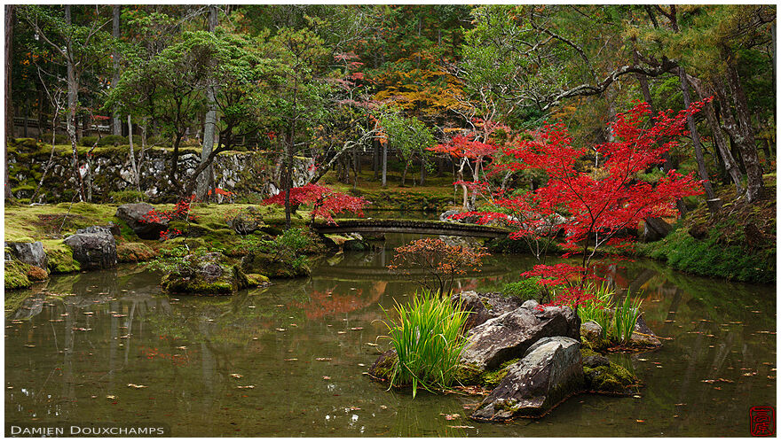 Small red maple trees in the famous moss garden of Saiho-ji temple, Kyoto, Japan
