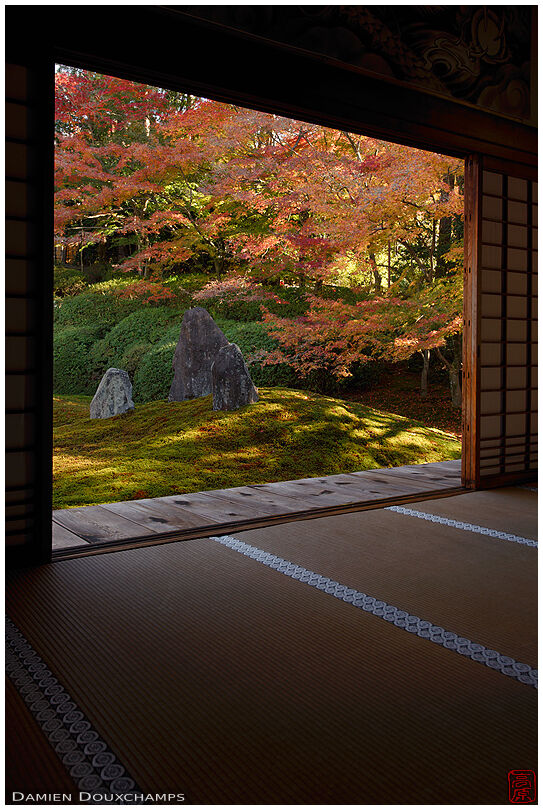 Sunlight playing in the maple trees over the moss and rock garden of Komyo-in temple, Kyoto, Japan