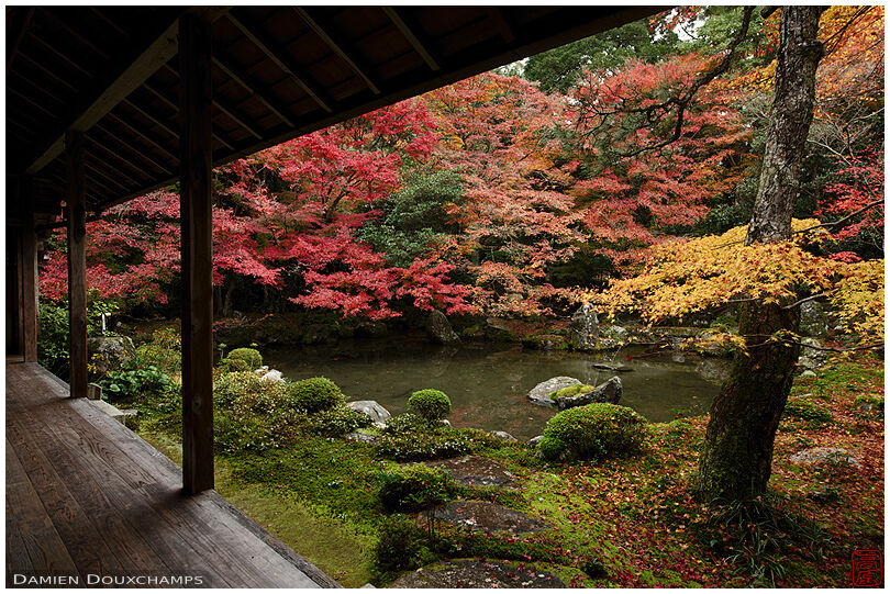 Autumn foliage around the pond garden of Renge-ji temple, Kyoto, Japan
