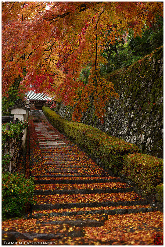 Autumn colours above and carpet of fallen leaves below in Yoshimine-dera temple, Kyoto, Japan
