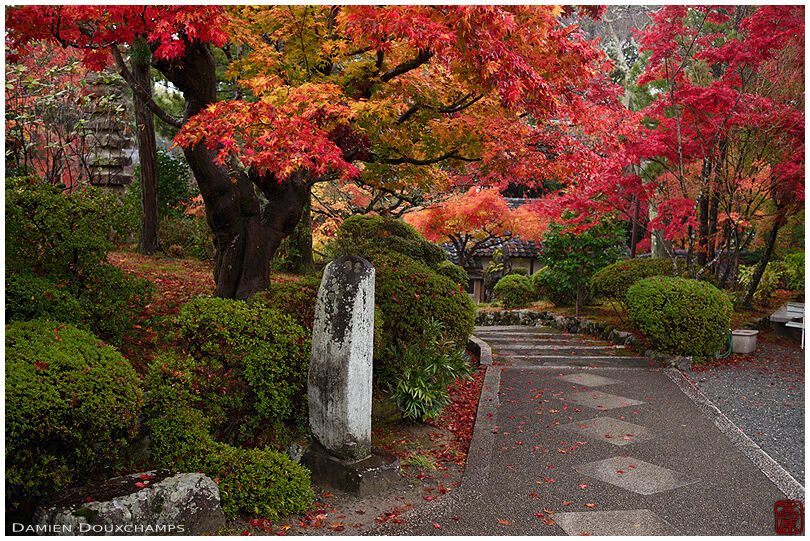 Maple covered entrance path to Shobo-ji temple, Kyoto, Japan