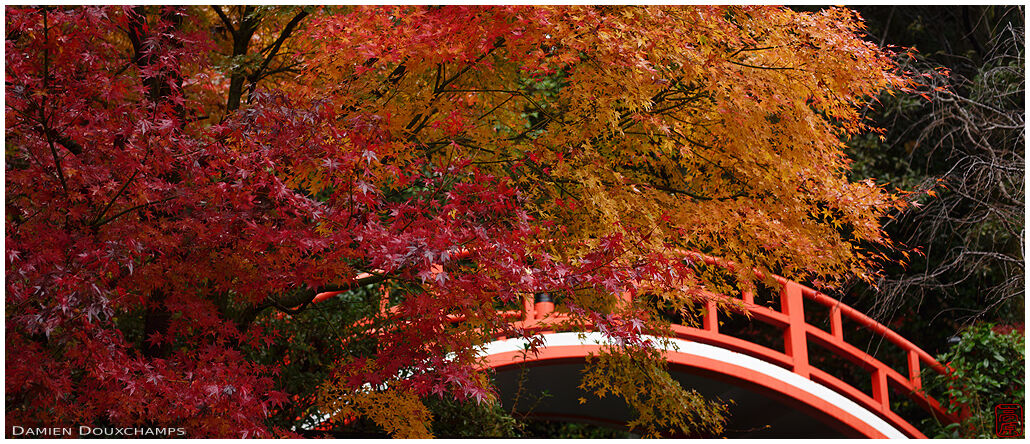 Arched bridge and autumn colours in Shobo-ji temple, Kyoto, Japan