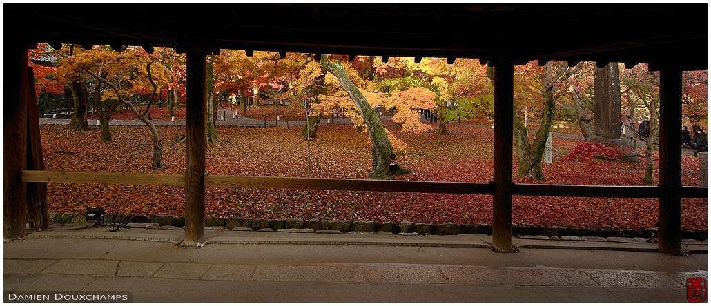 Sloped covered path cutting across maple forest in autumn, Tofuku-ji temple, Kyoto, Japan