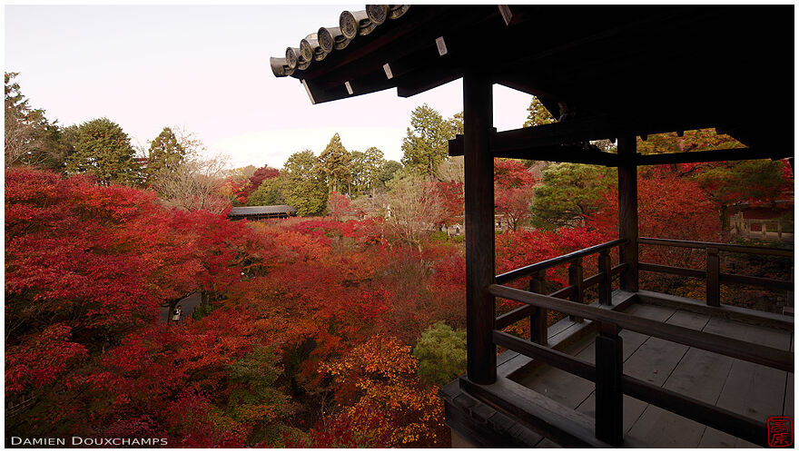 View of the maple valley in autumn from the bridge of Tofuku-ji temple, Kyoto, Japan