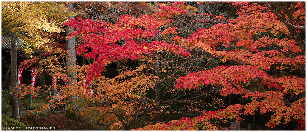 Autumn foliage in Imakumano Kannon-ji temple, Kyoto, Japan