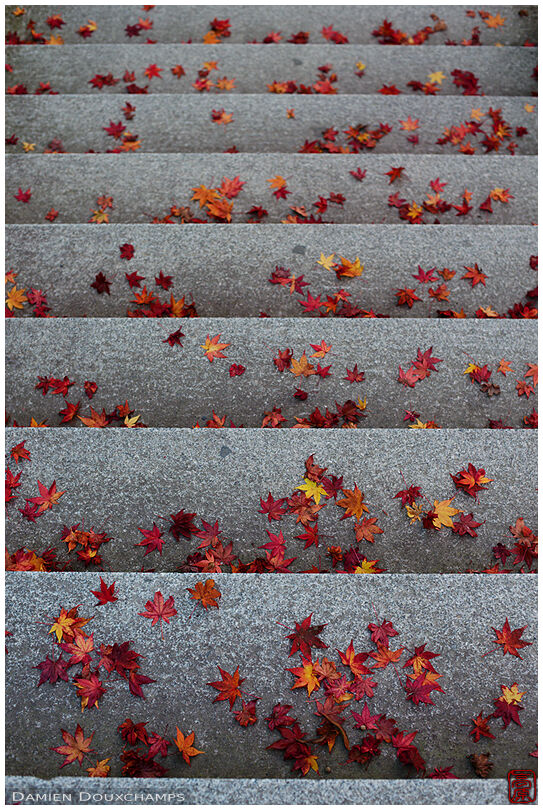 Autumn leaves fallen on stairs, Imakumano Kannon-ji temple, Kyoto, Japan