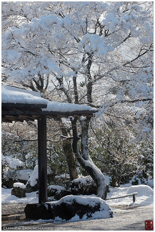 Snow covered tree in the Shozan resort garden, Kyoto, Japan