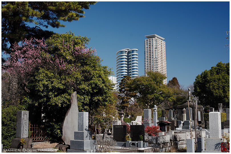 Tall residential towers overlooking the Aoyama cemetery, Tokyo, Japan