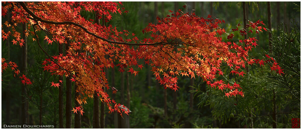 Fiery colours of maple branch in autumn, Ryoan-ji temple, Kyoto, Japan