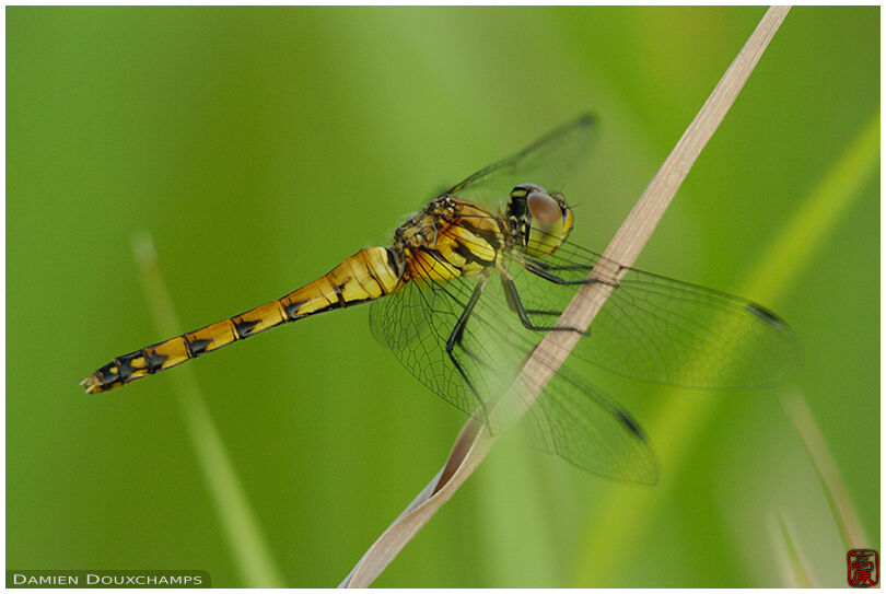Tiger coloured dragonfly