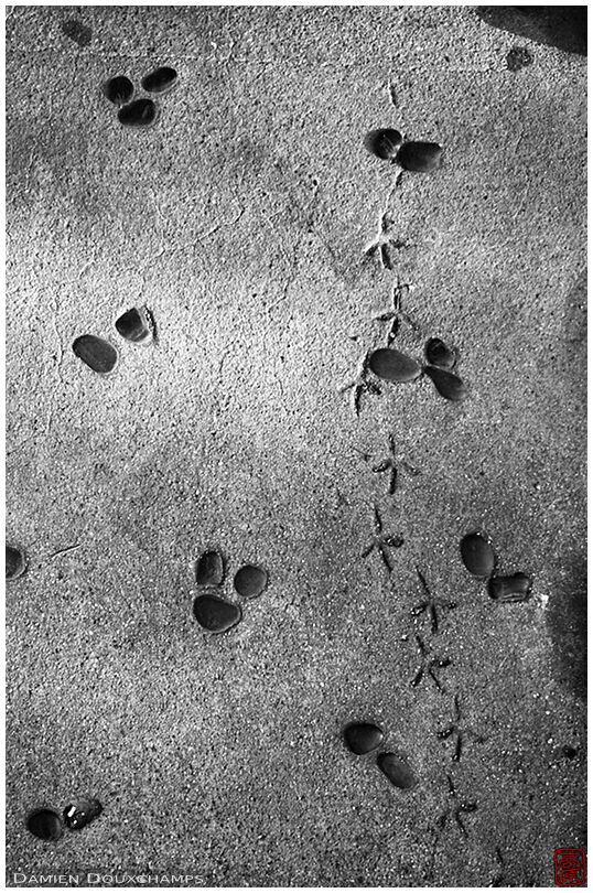 Bird tracks in concrete