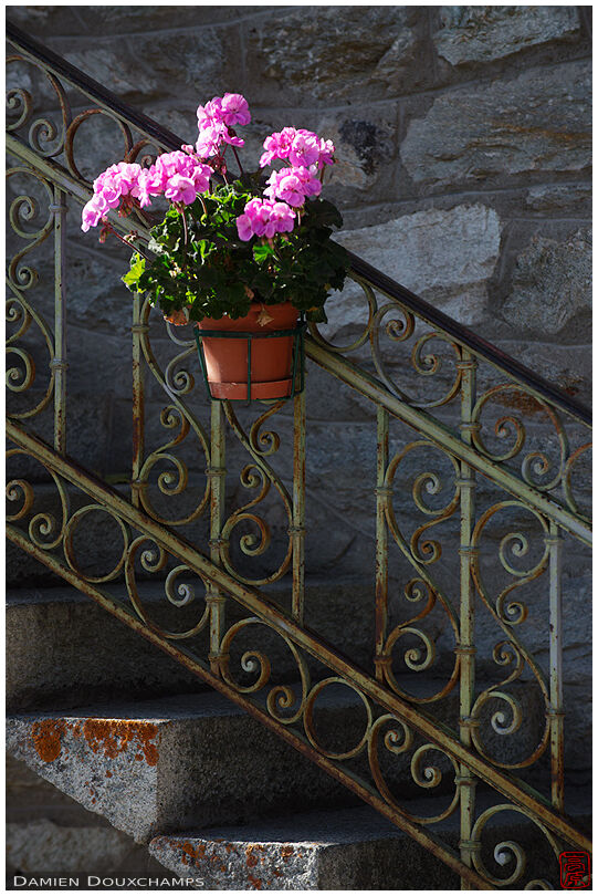 Geranium pot decorating an old staircase