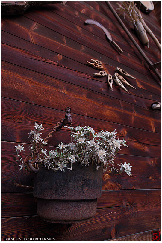 Edelweiss and old tools decorating the facade of a chalet