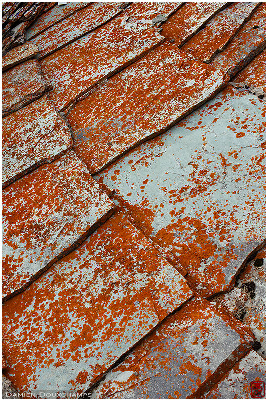 Lichen colonizing the tiled roof of an old chalet