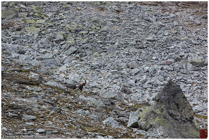 Ibex in a rocky slope