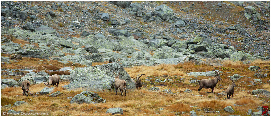 Small herd of Ibex