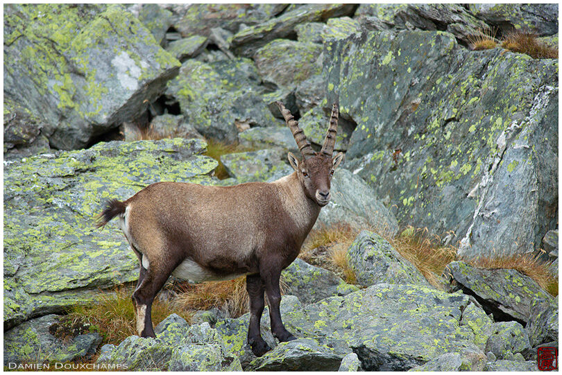 Ibex among rocks