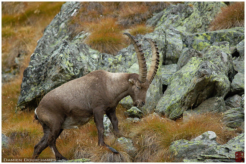 Alpha male ibex with malformed hoof