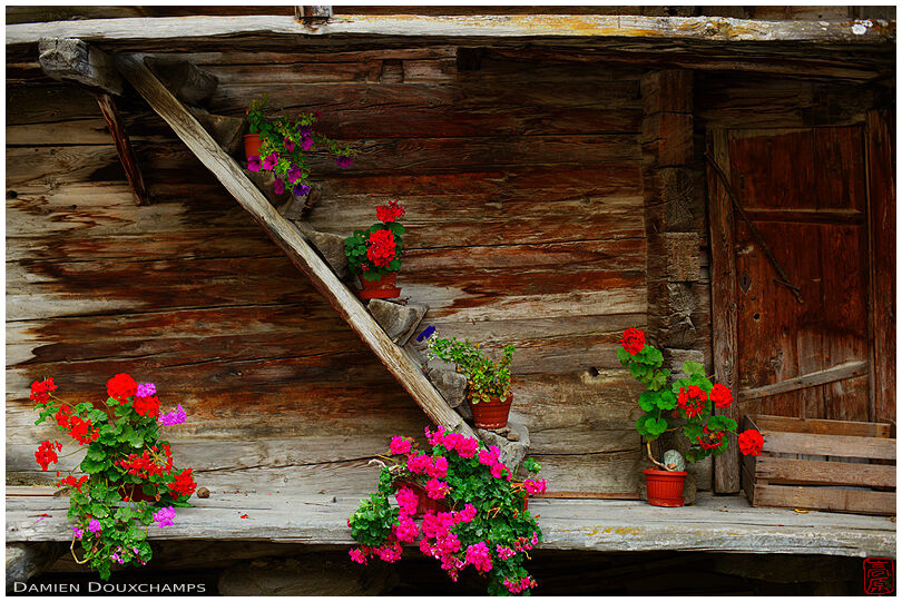 Geraniums decorating an old mazot