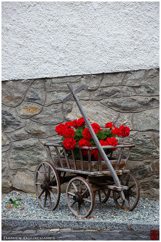 Old wooden cart with geraniums