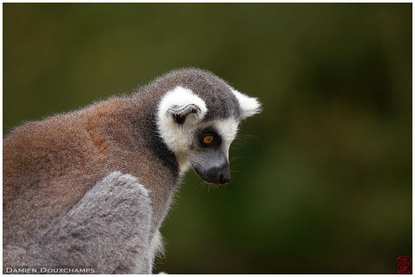 Maki catta lemur at the Paradisio Park