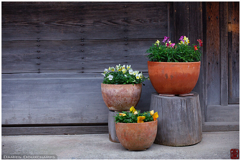 Flower pots in front of a traditional house