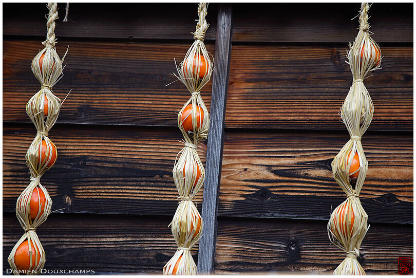 Kaki drying in straw ropes