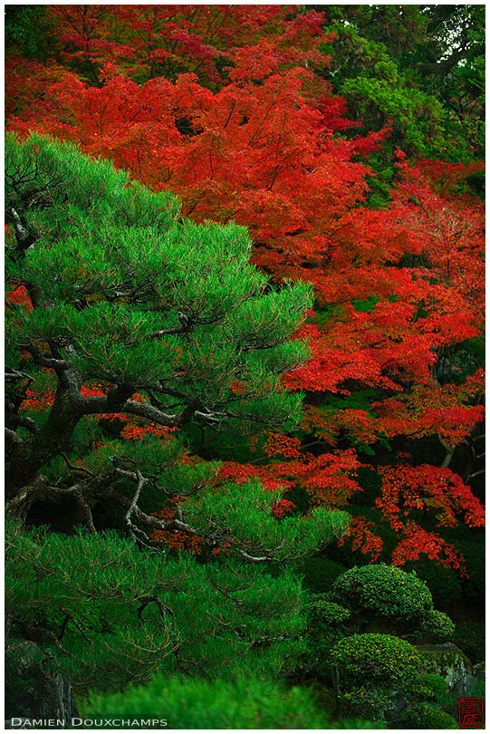 Green pine and red maple tree
