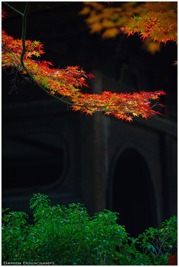 Autumn colors and rounded windows