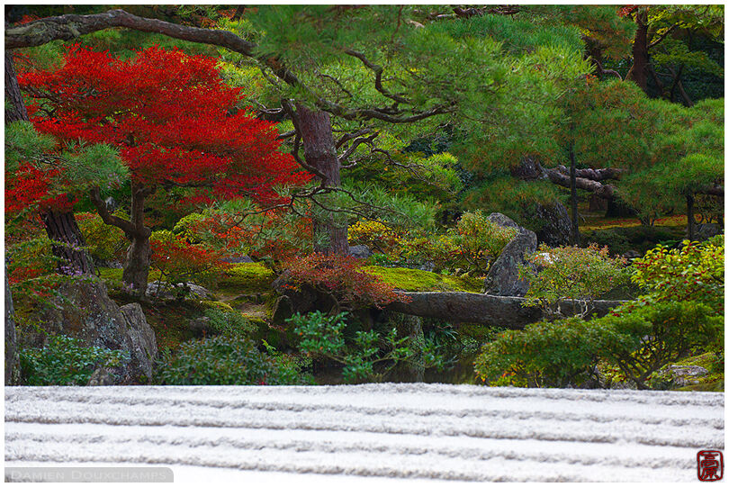 Red dodan tsutsuji bushes and stone bridge in Ginkakuji temple, Kyoto, Japan
