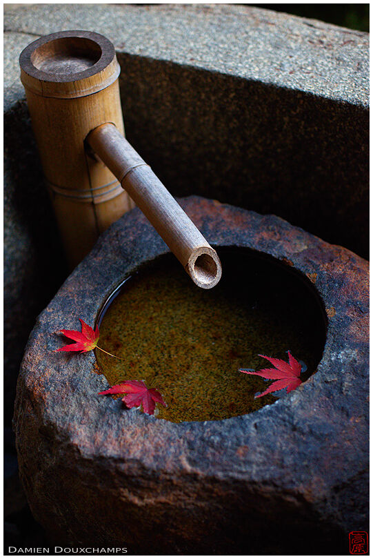 Bamboo fountain with maple leaves
