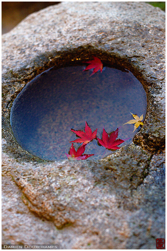 Maple leaves in stone wash basin