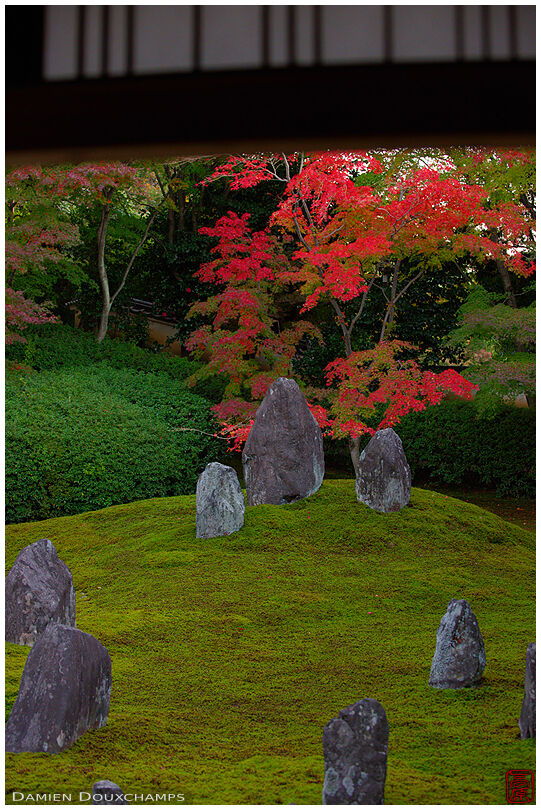 Rock garden with red maple tree