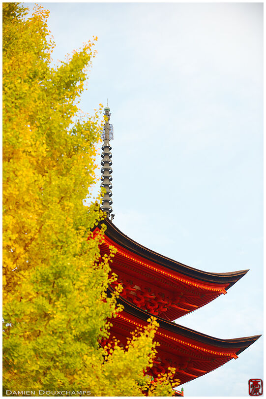 5-storey pagoda hiding behind a ginko tree