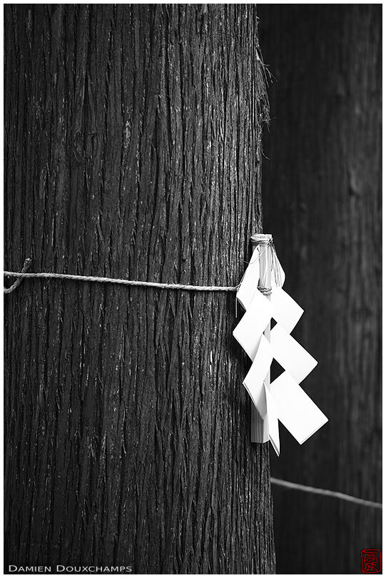 Rope around sacred tree in Ogawa village, Nagano, Japan