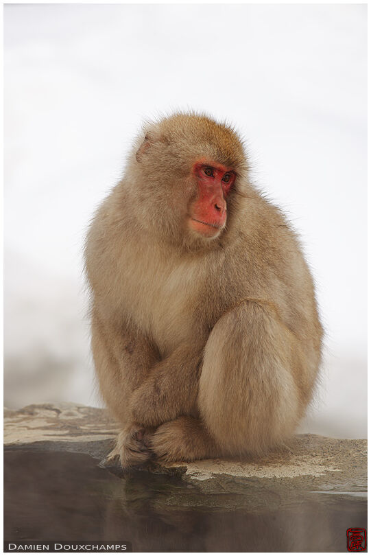 Snow monkey near fuming hot spring (Jigokudani monkey park 地獄谷野猿公苑)