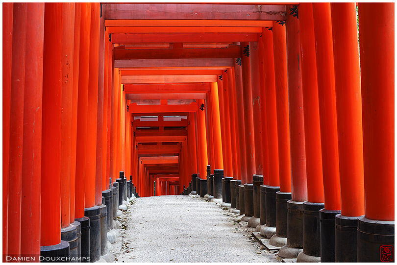 Path under red torii in Fushimi Inari shrine, Kyoto, Japan