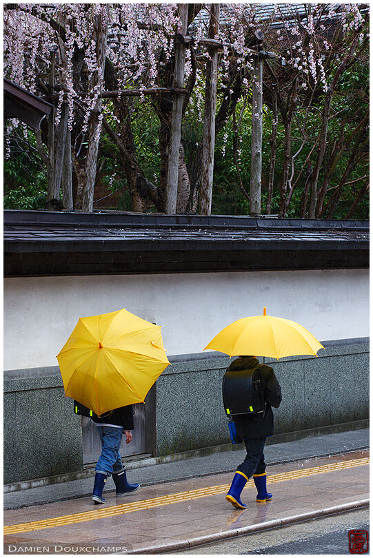 Kids going to school on rainy day (Koyasan 高野山)
