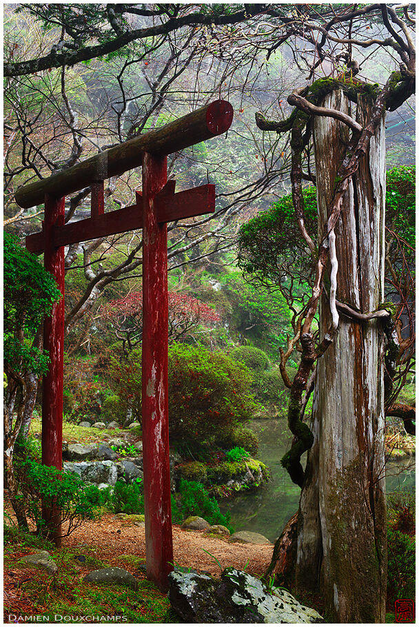 Torii in temple garden (Koyasan 高野山)