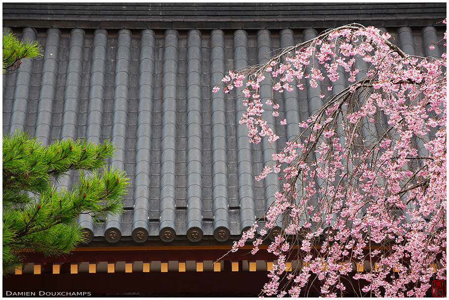 Temple roof lines with cherry blossom (Koyasan 高野山)