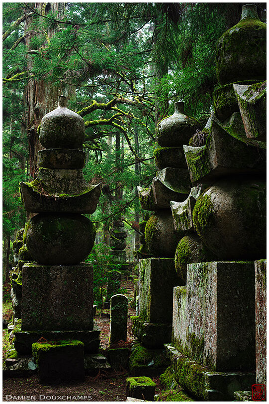 Moss covered trees and tombstones, Okuno-in cemetery