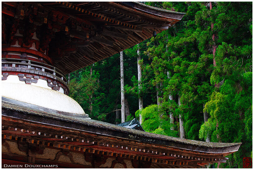 Pagoda and criptomeria forest (Mt Koya 高野山)