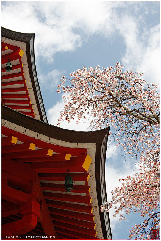 Pagoda and cherry blossoms (Koyasan 高野山)