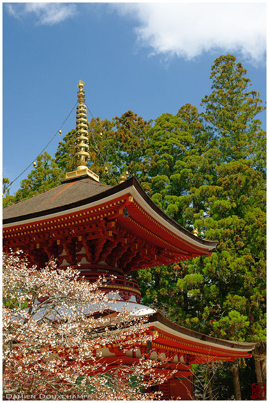 Pagoda and cherry blossoms (Danjogaran 壇上伽藍)